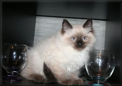 koťátka Ragdoll s PP