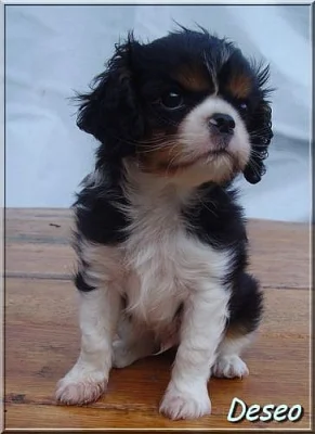 Kavalír king charles spaniel s PP