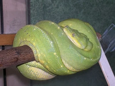 Hogg Island Boa