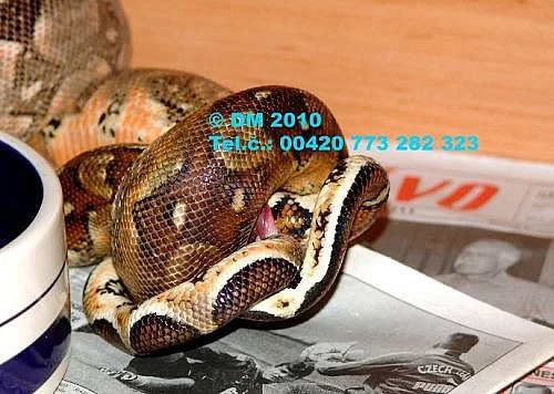 Boa constrictor imperator Cancun