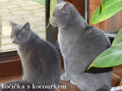 BRITSKÁ MODRÁ