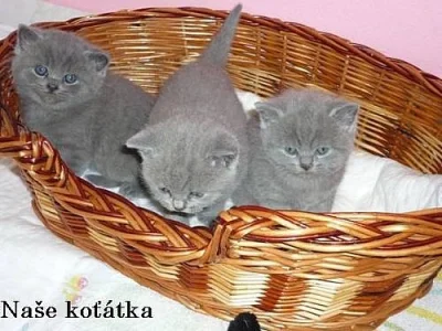 BRITSKÁ MODRÁ