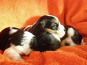 kavalír king charles španěl