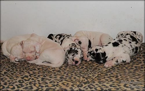 Německá doga - harlekýn