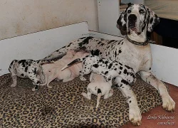 Německá doga - harlekýn