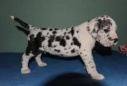 Německá doga - harlekýn