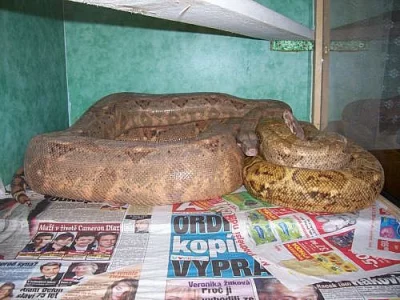 Boa constrictor imperator