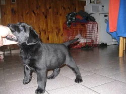 Labradorský retrívr s Pp