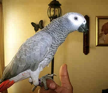 Africkej papagáj sivý na predaj - ZAKO