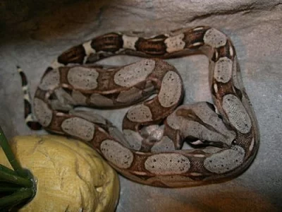 Hroznýš královský B.c.i ;Mexiko