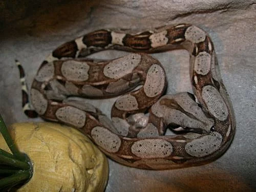 Hroznýš královský B.c.i ;Mexiko