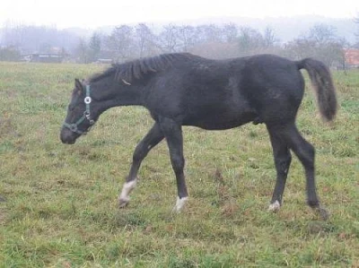 prodám hříbě