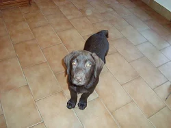 Labrador