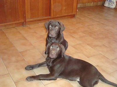 Labrador