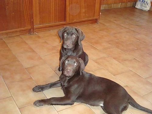 Labrador