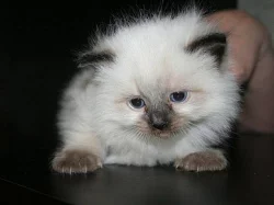 koťátka Ragdoll s PP