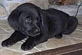 labrador