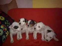 štěnátka jack russell terier