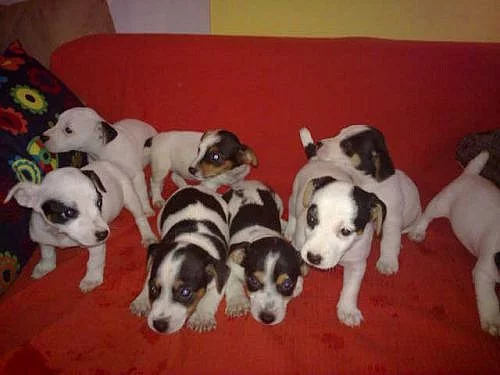 štěnátka jack russell terier