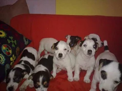 štěnátka jack russell terier