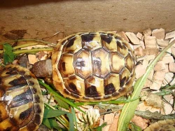 ŽELVA ZELENAVÁ - testudo hermanni