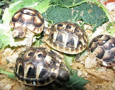 SUCHOZEMSKÁ ŽELVA + DÁREK ZDARMA
