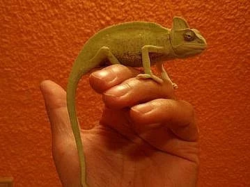 CHameleon Jemenský