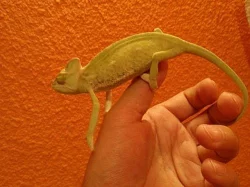 CHameleon Jemenský