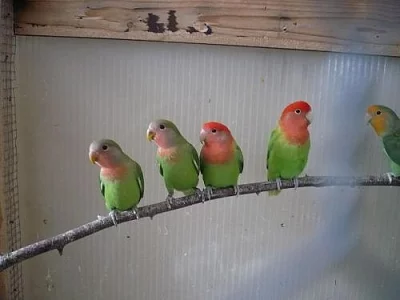 agapornis růžohrdlý