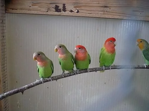 agapornis růžohrdlý