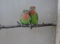agapornis růžohrdlý