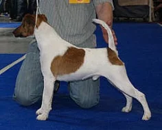 Prodám štěně foxteriér hladkosrstý