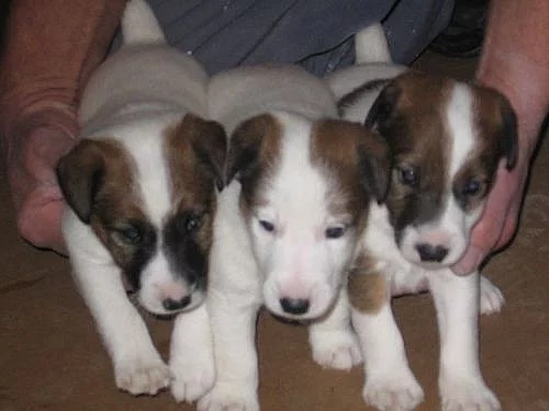 Prodám štěně foxteriér hladkosrstý