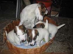 Prodám štěně foxteriér hladkosrstý