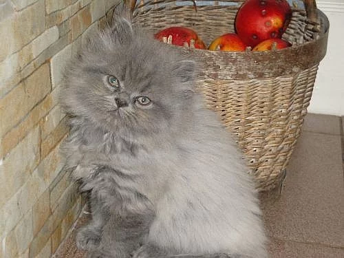 Krásná perská koťata