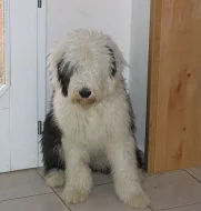 BOBTAIL - Chlupaté kuličky
