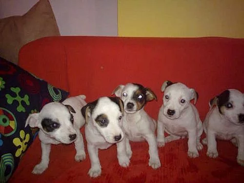 jack rusel- russell terier štěnátka na prodej