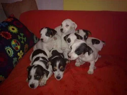 jack rusel- russell terier štěnátka na prodej