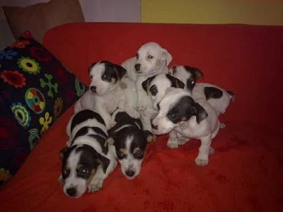 jack rusel- russell terier štěnátka na prodej