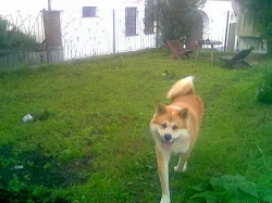 Akita-inu štěnátka do dobrých rukouch