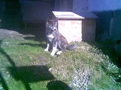 Akita-inu štěnátka do dobrých rukouch 