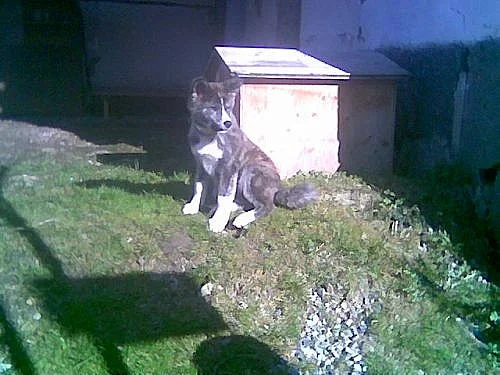 Akita-inu štěnátka do dobrých rukouch