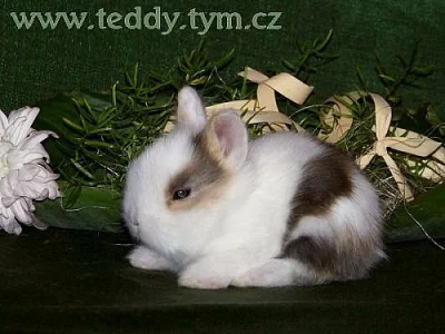 Zakrslí TEDDY králíčci