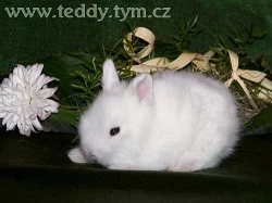Zakrslí TEDDY králíčci