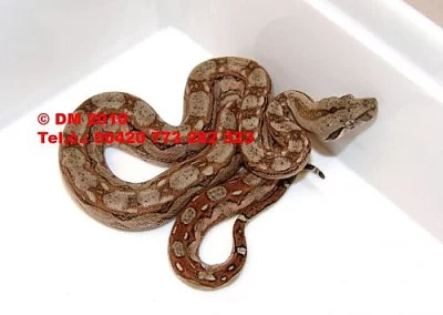 Boa constrictor imperator Cancun 