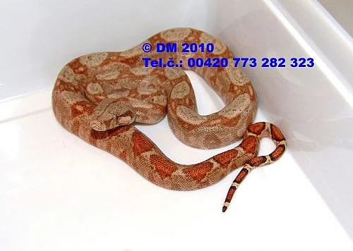 Boa constrictor imperator Hog Island Boa