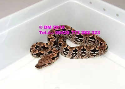 Acrantophis dumerili