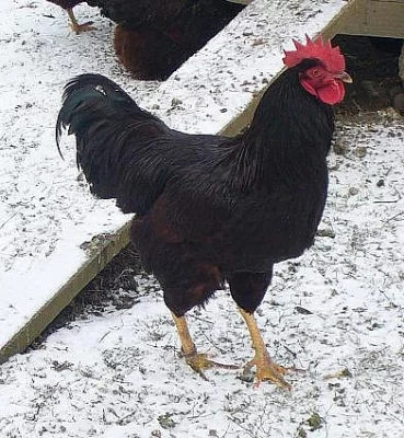 Prodám chovné kohouty Rodajlenka