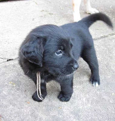 Fenka labradorského retrievera