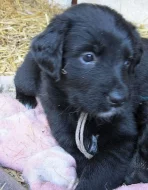 Fenka labradorského retrievera